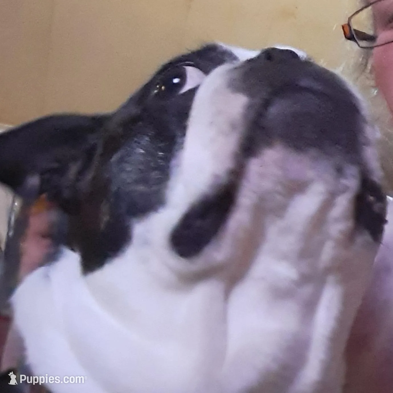 Sir Damien Keeper of Hearts, a male Boston Terrier for sale in Colorado Springs, CO – Photo 2 of 5