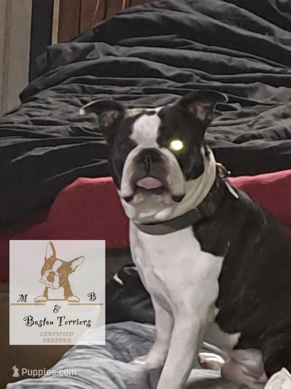 Sir Damien Keeper of Hearts