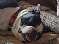 Sir Damien Keeper of Hearts, a male Boston Terrier for sale in Colorado Springs, CO – Photo 4 of 5