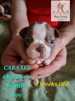 Caraxes-AKC, a male Boston Terrier for sale in Colorado Springs, CO – Photo 1 of 9
