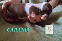 Caraxes-AKC, a male Boston Terrier for sale in Colorado Springs, CO – Photo 7 of 9