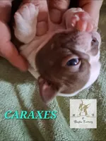 Caraxes-AKC, a male Boston Terrier for sale in Colorado Springs, CO – Photo 5 of 9