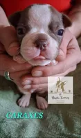 Caraxes-AKC, a male Boston Terrier for sale in Colorado Springs, CO – Photo 3 of 9