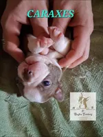 Caraxes-AKC, a male Boston Terrier for sale in Colorado Springs, CO – Photo 4 of 9