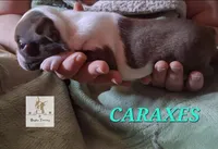 Caraxes-AKC, a male Boston Terrier for sale in Colorado Springs, CO – Photo 8 of 9