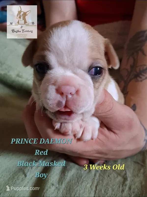 Prince Daemon-AKC