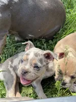 Mila, a female American Bully for sale in Detroit, MI – 9 of 10