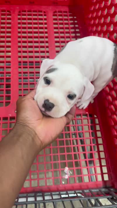 Ella, a female American Bully for sale in Detroit, MI – 8 of 8