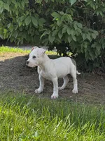 Ella, a female American Bully for sale in Detroit, MI – 8 of 10