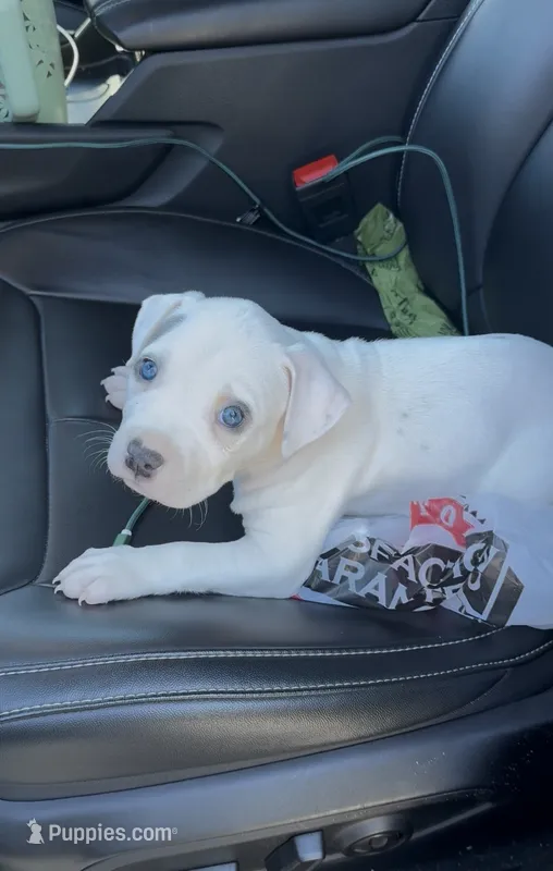 Ella – American Bully puppy for sale in Detroit, MI