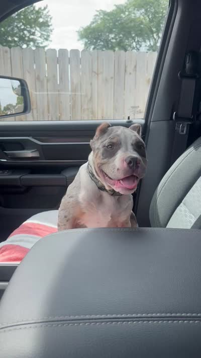 Queso🧀, a male American Bully for sale in Detroit, MI – 7 of 7