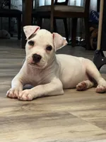 Ella, a female American Bully for sale in Detroit, MI – 7 of 10