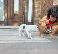 Ella, a female American Bully for sale in Detroit, MI – 3 of 8