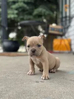 Ban, the tan Superman , a male American Bully for sale in Detroit, MI – 4 of 10