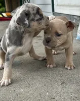 Mila, a female American Bully for sale in Detroit, MI – 3 of 10