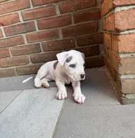 Ella, a female American Bully for sale in Detroit, MI – 4 of 8