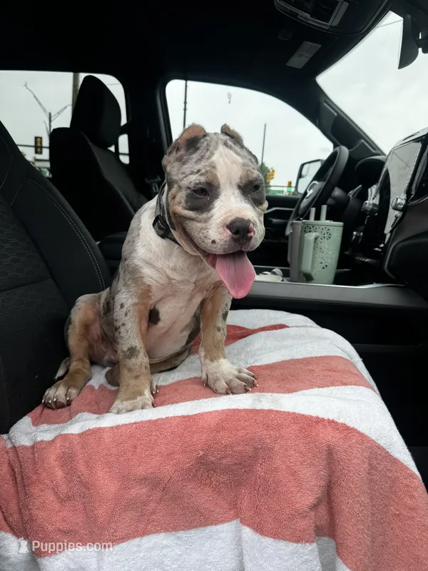 Queso🧀 – American Bully puppy for sale in Detroit, MI
