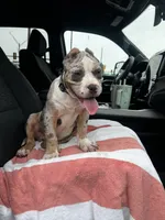 Queso🧀, a male American Bully for sale in Detroit, MI – 1 of 7