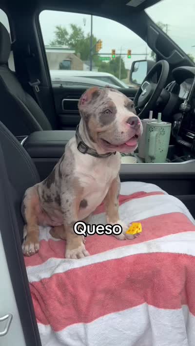 Queso🧀, a male American Bully for sale in Detroit, MI – 5 of 7