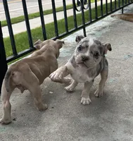 Mila, a female American Bully for sale in Detroit, MI – 5 of 10