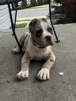 Queso🧀, a male American Bully for sale in Detroit, MI – 4 of 7