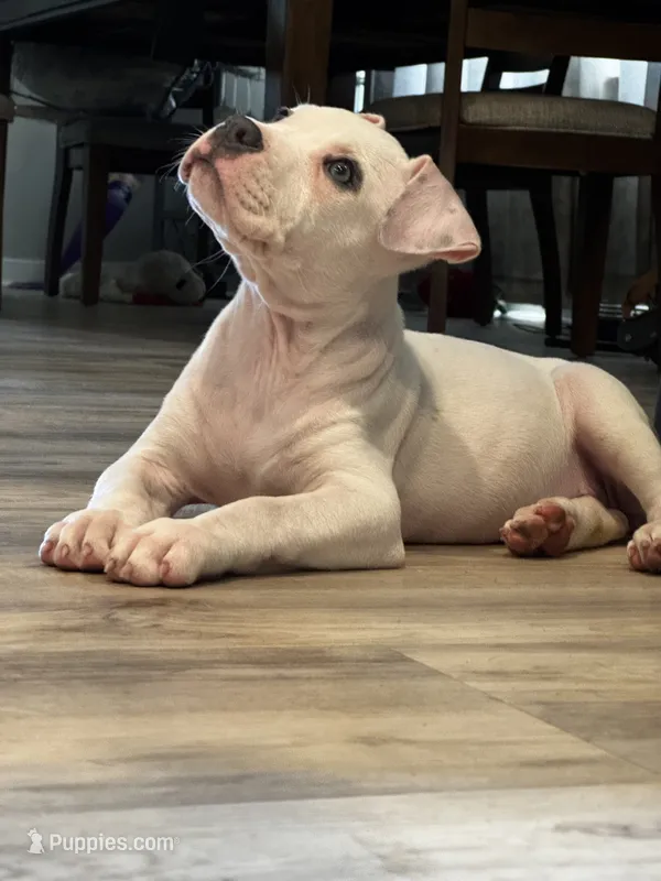 Ella – American Bully puppy for sale in Detroit, MI