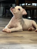 Ella, a female American Bully for sale in Detroit, MI – 1 of 10