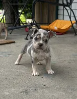 Mila, a female American Bully for sale in Detroit, MI – 7 of 10