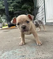 Ban, the tan Superman , a male American Bully for sale in Detroit, MI – 7 of 10