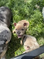 Ban, the tan Superman , a male American Bully for sale in Detroit, MI – 9 of 10