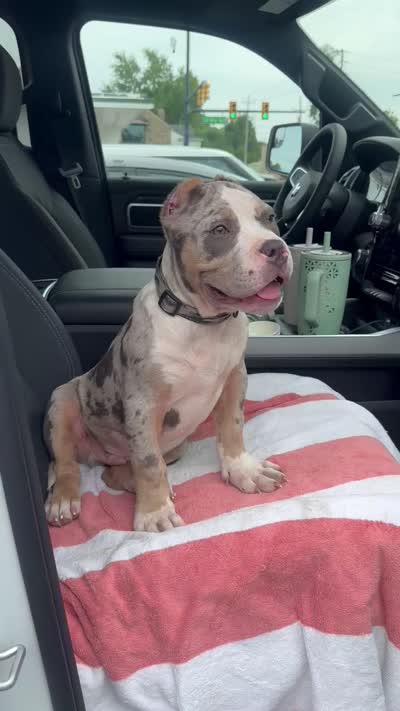 Queso🧀, a male American Bully for sale in Detroit, MI – 6 of 7