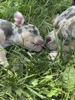 Mila, a female American Bully for sale in Detroit, MI – 2 of 10