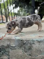 Mila, a female American Bully for sale in Detroit, MI – 6 of 10
