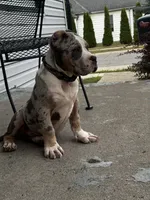 Queso🧀, a male American Bully for sale in Detroit, MI – 2 of 7