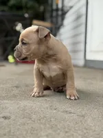 Ban, the tan Superman , a male American Bully for sale in Detroit, MI – 6 of 10