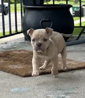 Ban, the tan Superman , a male American Bully for sale in Detroit, MI – 5 of 10