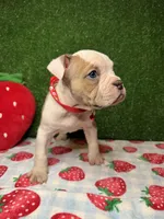 Cuddles, a female American Bully for sale in Detroit, MI – Photo 2 of 7