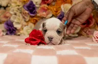 Cuddles, a female American Bully for sale in Detroit, MI – Photo 4 of 7