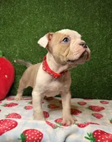 Cuddles, a female American Bully for sale in Detroit, MI – Photo 3 of 7