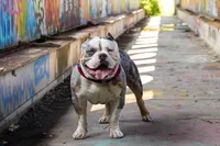 Cuddles, a female American Bully for sale in Detroit, MI – Photo 6 of 7
