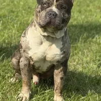 CeeLo, a male American Bully for sale in Detroit, MI – Photo 1 of 4