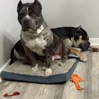 CeeLo, a male American Bully for sale in Detroit, MI – Photo 4 of 4