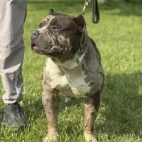 CeeLo, a male American Bully for sale in Detroit, MI – Photo 2 of 4