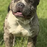 CeeLo, a male American Bully for sale in Detroit, MI – Photo 3 of 4