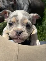 Mila, a female American Bully for sale in Detroit, MI – 4 of 10