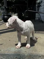 Ella, a female American Bully for sale in Detroit, MI – 9 of 10