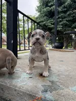 Mila, a female American Bully for sale in Detroit, MI – 8 of 10