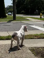 Ella, a female American Bully for sale in Detroit, MI – 6 of 10