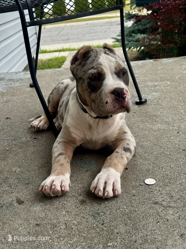 Queso🧀 – American Bully puppy for sale in Detroit, MI