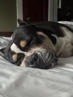 Maxwell, a male American Bully for sale in Detroit, MI – Photo 6 of 7